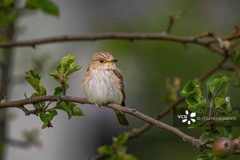 在奥地利下奥地利州特尼茨的苹果树上，一只幼年斑点鹟图片素材