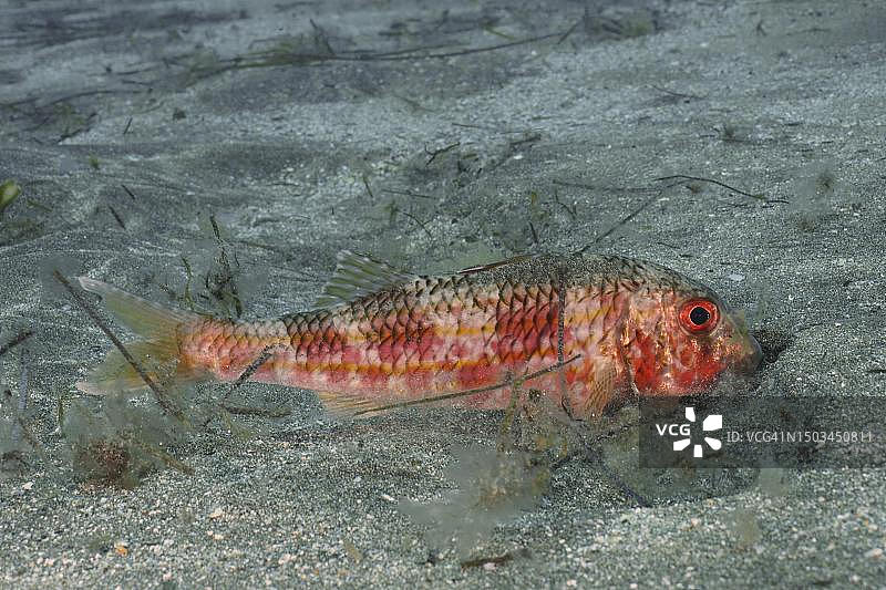 正在觅食的条纹红鲻鱼（Mullus surmuletus）。地点：西班牙大加那利岛阿林纳加的埃尔卡布隆海洋保护区，大西洋图片素材