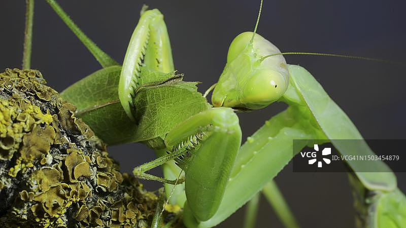 雌性螳螂交配后吃掉雄性，特写图片素材