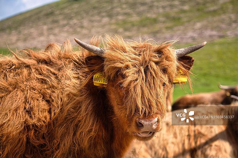 苏格兰高地牛图片素材