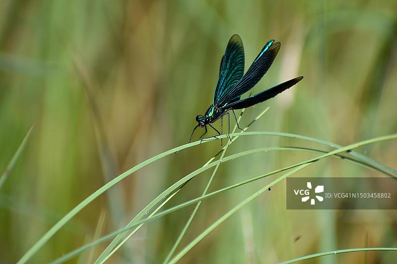 德国巴伐利亚州因泽尔附近弗里尔湖岸边草地上的美丽豆娘图片素材