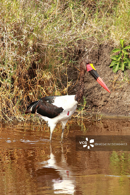 鞍嘴鹳图片素材