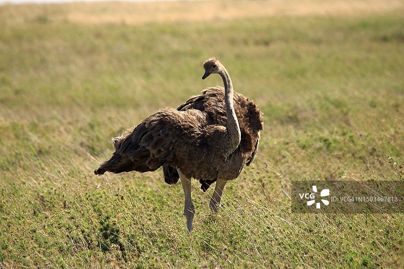 雌性鸵鸟图片素材