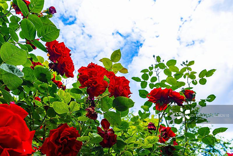 奥地利下奥州红色的攀缘玫瑰图片素材