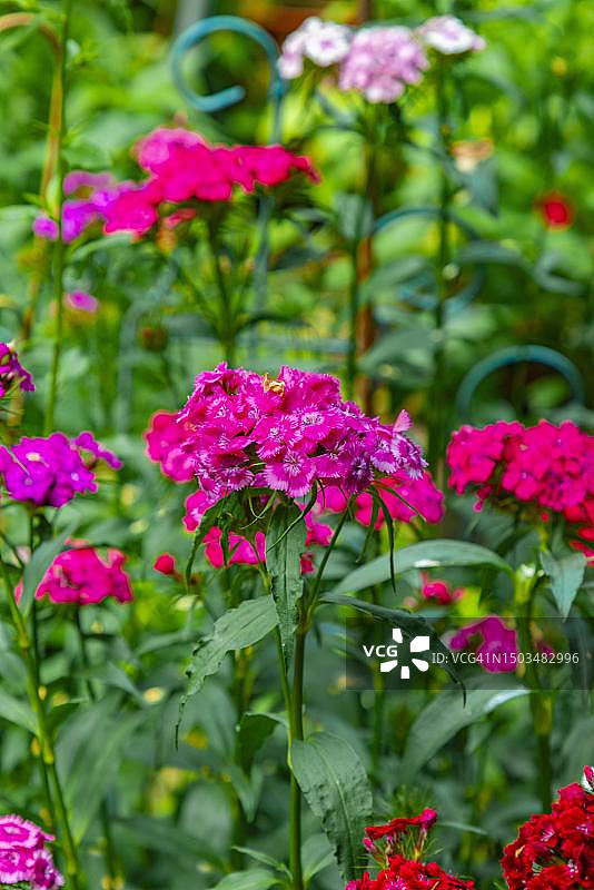 粉红色石竹（Dianthus carthusianorum），多种颜色，位于奥地利下奥州诺因基兴图片素材