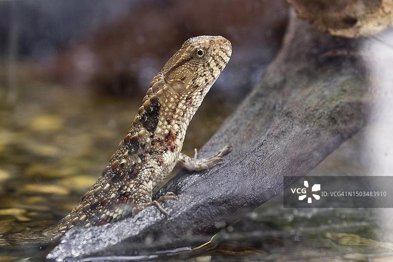 中国鳄蜥，德国莱茵兰-普法尔茨州曼海姆路易森公园图片素材