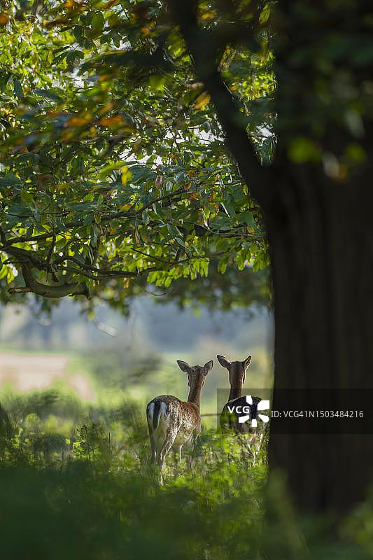 林地中两只成年雌性黇鹿图片素材