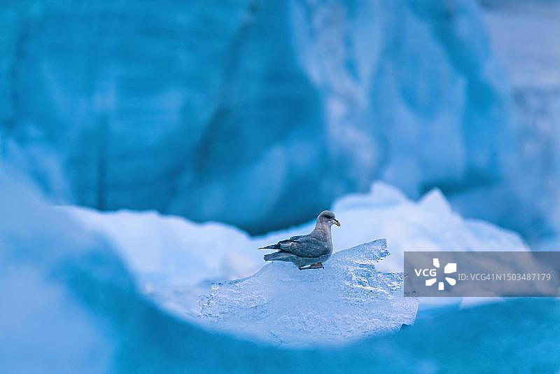 北极斯瓦尔巴特群岛冰川上冰面上的年轻北极海燕图片素材