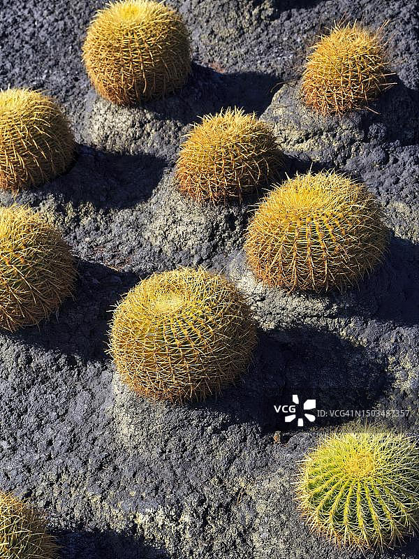 球形仙人掌（Echinocactus），西班牙特内里费岛圣克鲁斯图片素材