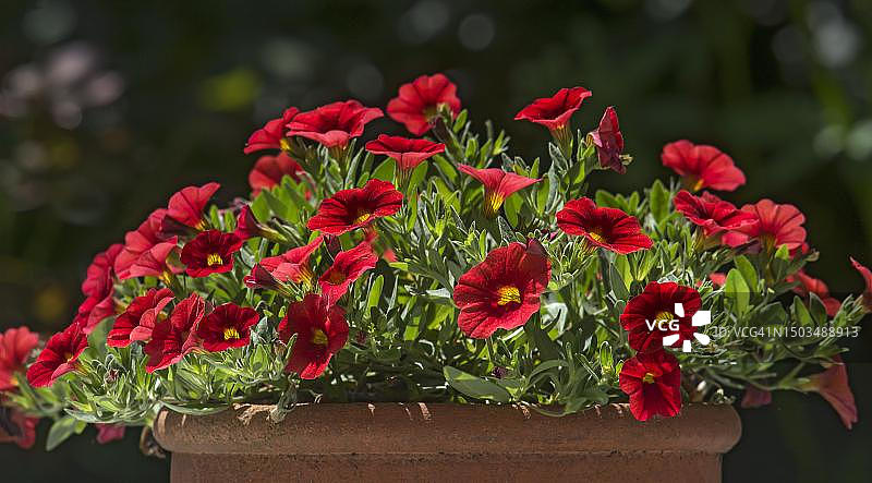 德国巴伐利亚州，陶罐中的魔法铃铛花图片素材