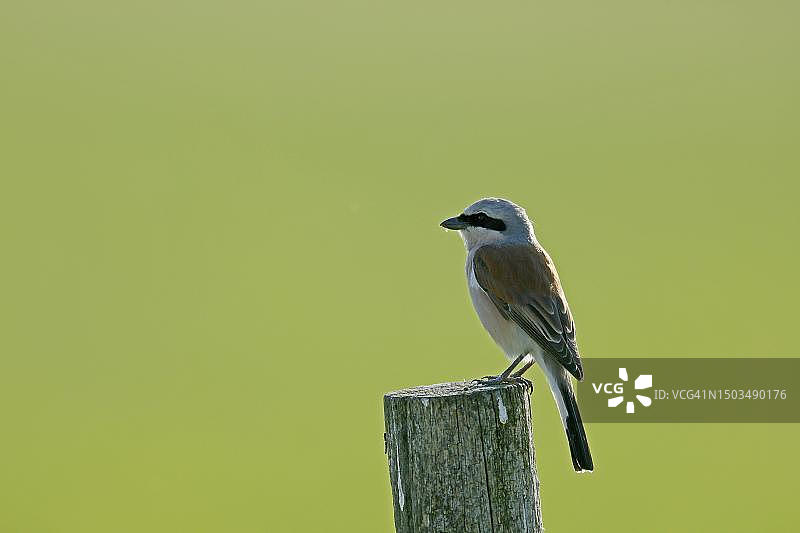 在树枝上的红背伯劳鸟图片素材