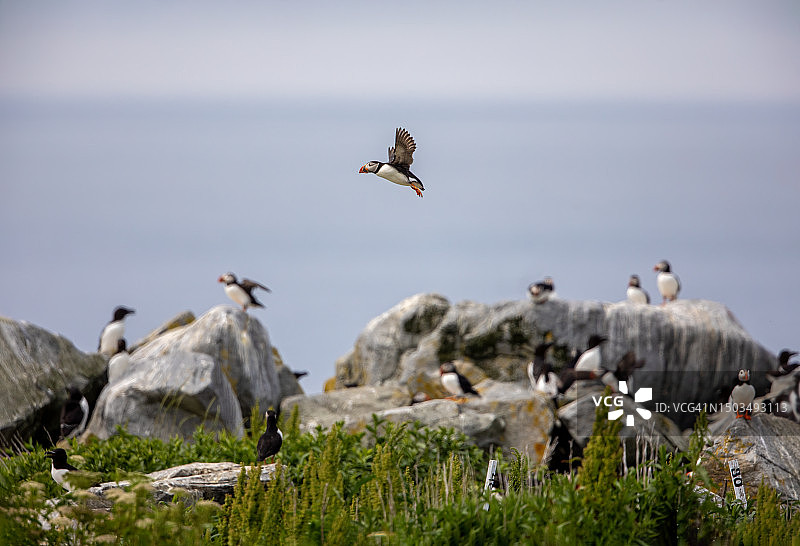 海鹦栖息地场景图片素材