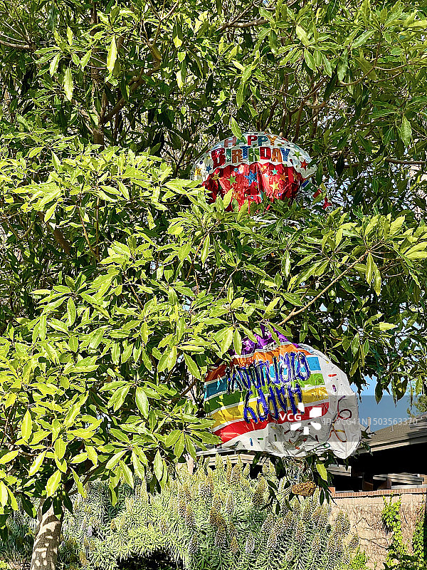 生日气球卡在树上图片素材