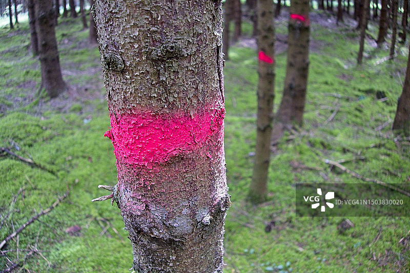 森林里的彩绘树木图片素材