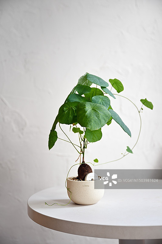 咖啡馆桌子上的千金藤图片素材