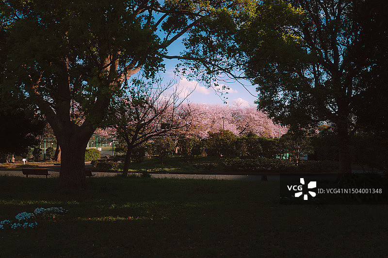 东京市中心公园里一排樱花树在春天盛开粉红色的花朵图片素材