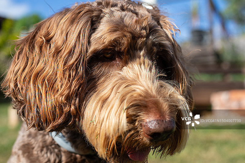 可卡颇犬宠物画像图片素材