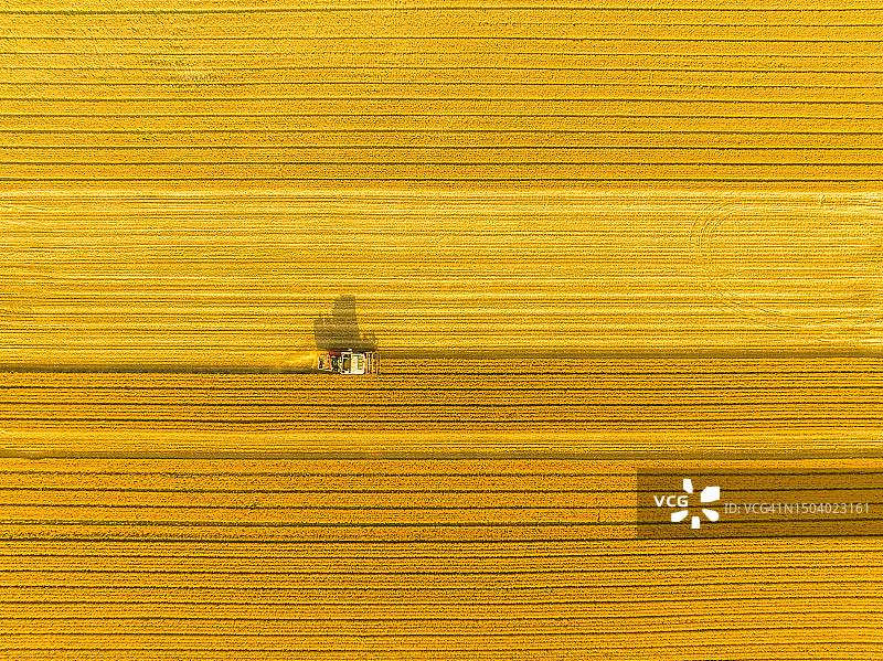 联合收割机在农田收割小麦图片素材