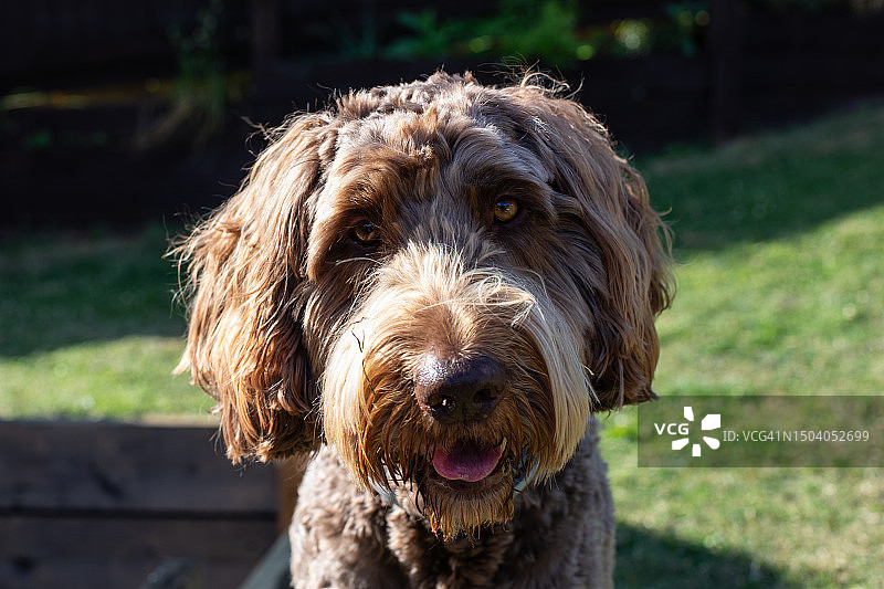 可卡犬！图片素材