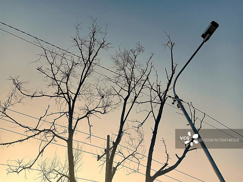 枯树和灯柱的剪影图片素材