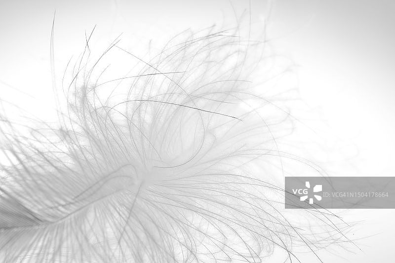 极简风格的白色羽毛图片素材