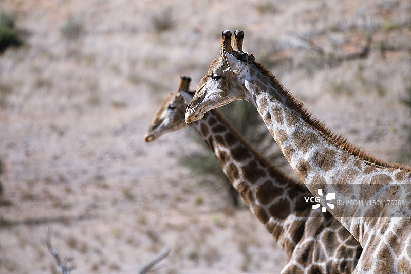 两只长颈鹿在卡拉哈里沙漠的河床中行走图片素材