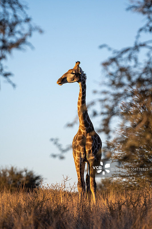 清晨站在金合欢树之间的幼年长颈鹿图片素材