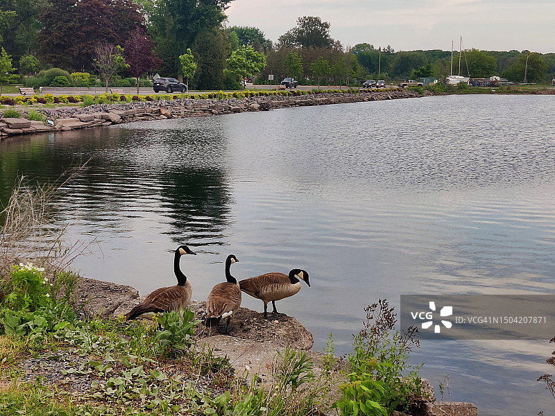 加拿大鹅：圣玛丽河畔的贝尔维尤公园，加拿大安大略省苏圣玛丽图片素材