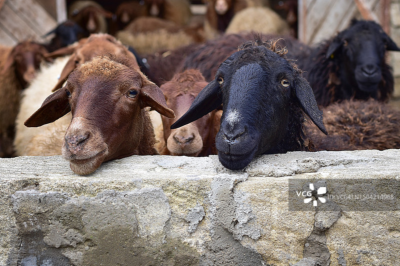围栏里的卷毛公羊群图片素材