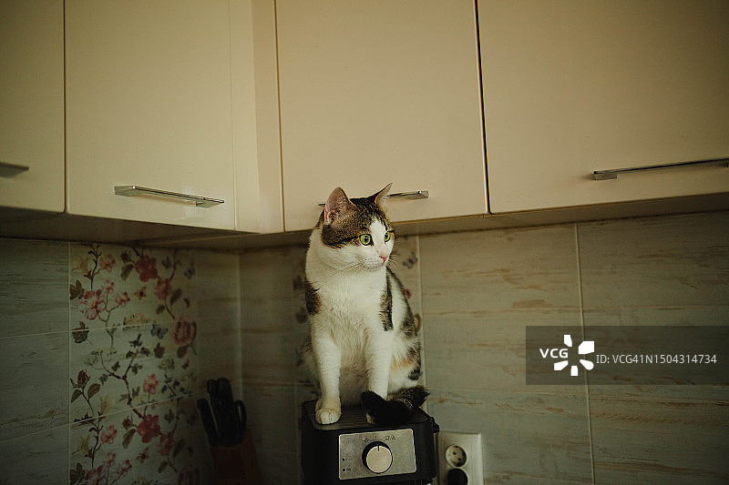 白色虎斑猫坐在厨房的咖啡机上图片素材