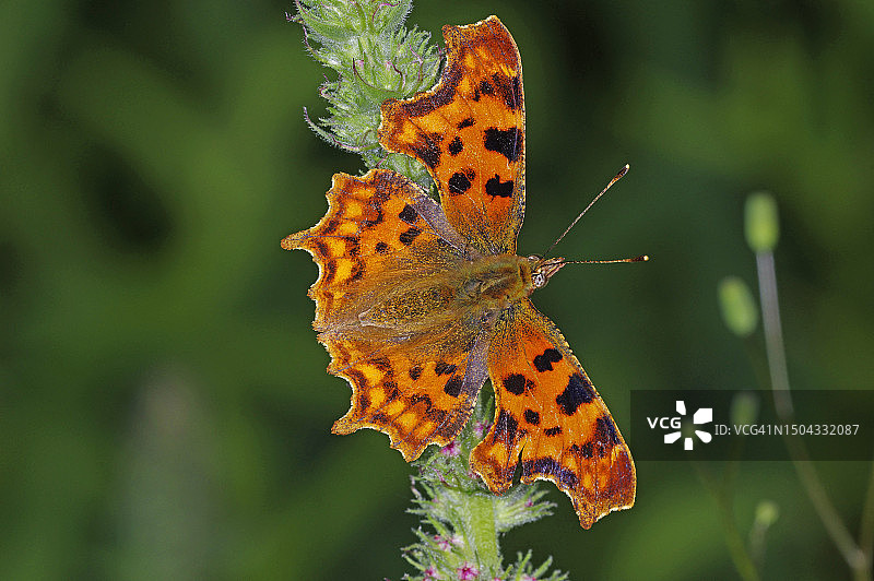 கேள்விக்குறி வண்ணத்துப்பூச்சி图片素材