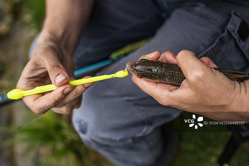 从蟑螂鱼身上取出鱼钩图片素材