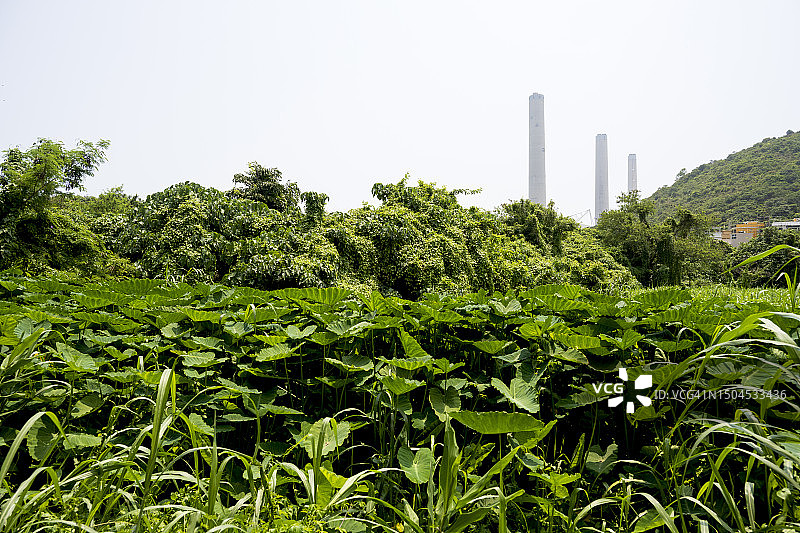 工业烟囱和莲花植物图片素材