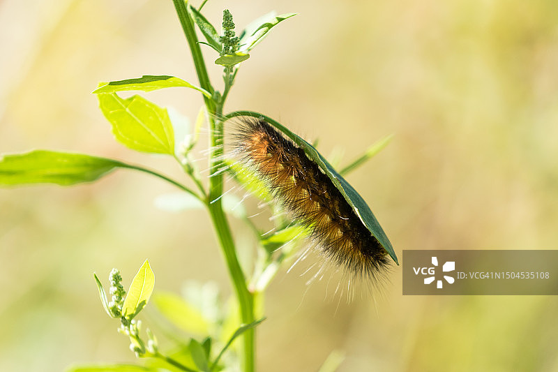 野生环境下的橙色和黑色虎蛾毛毛虫图片素材