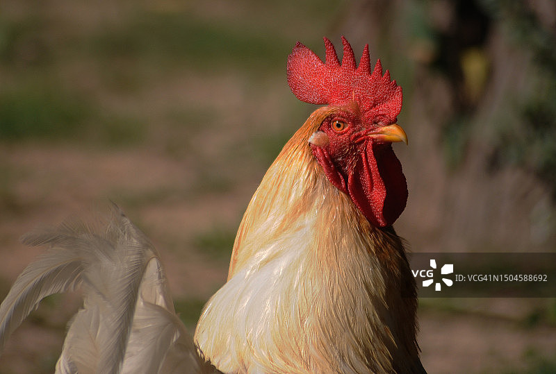 白色公鸡图片素材