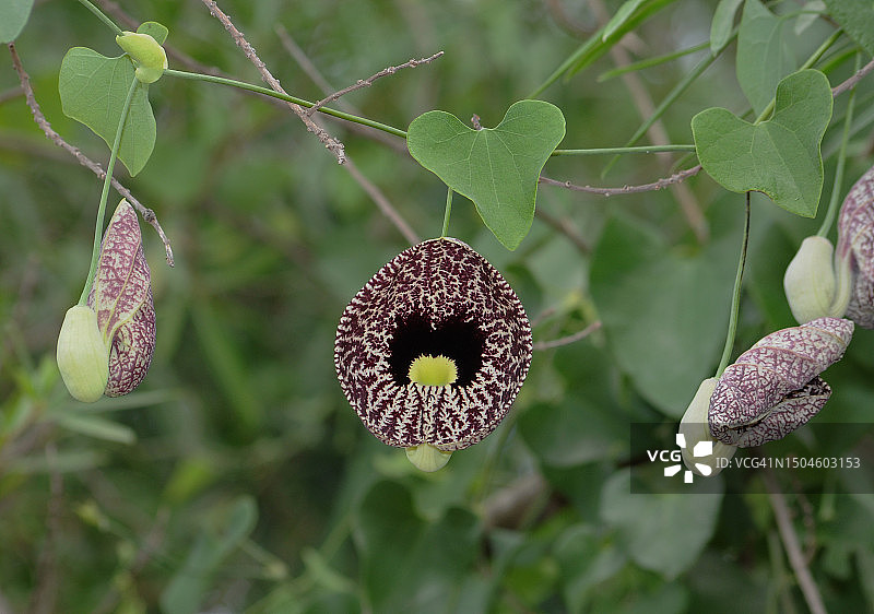 马兜铃图片素材