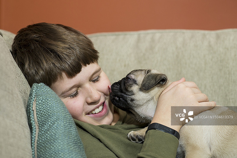舔主人的幼犬图片素材