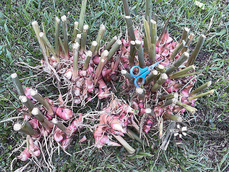 高良姜根茎亚洲美食图片素材