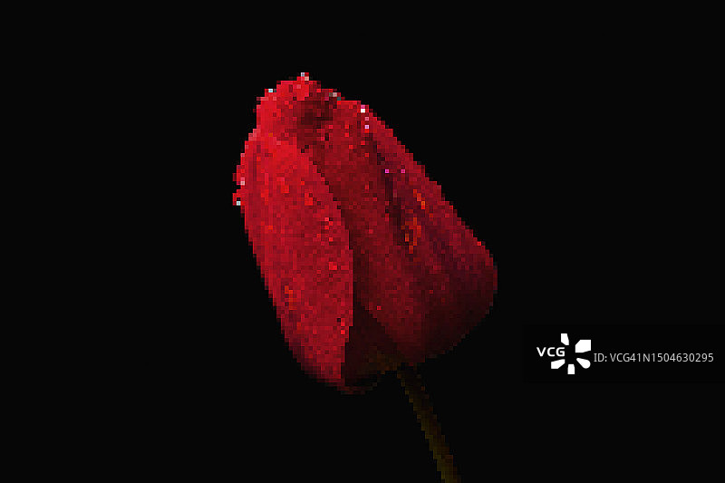 黑色背景上的红色郁金香像素画图片素材