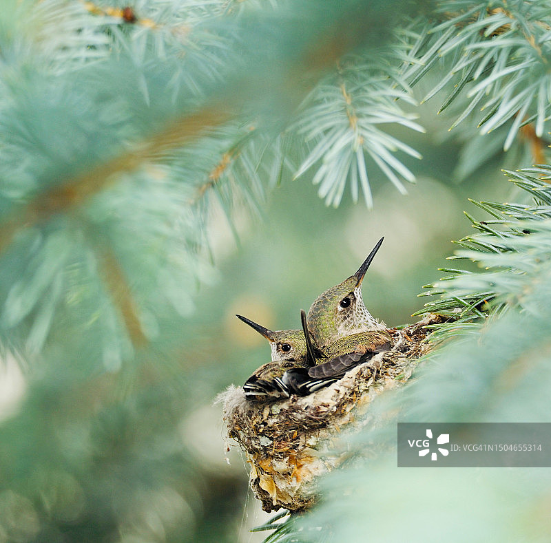 两只刚孵出的幼鸟图片素材