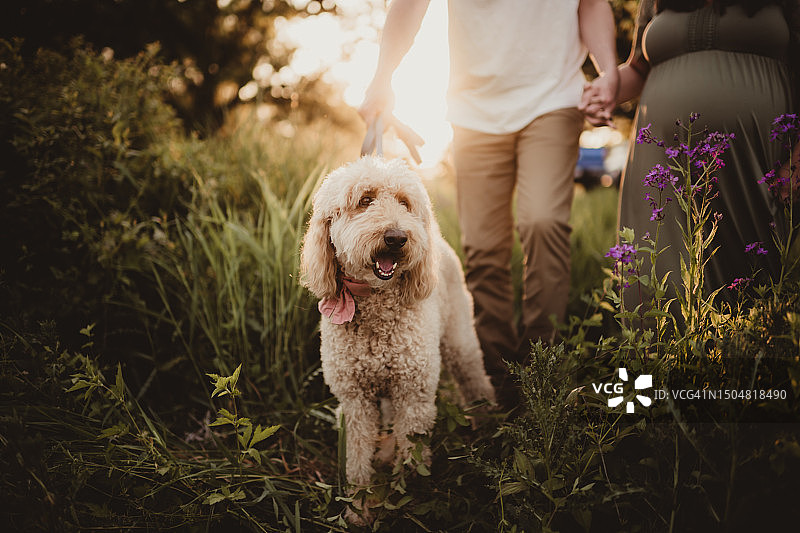迷你金毛犬与孕妇及其丈夫图片素材