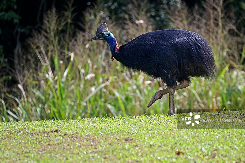 食火鸡图片素材