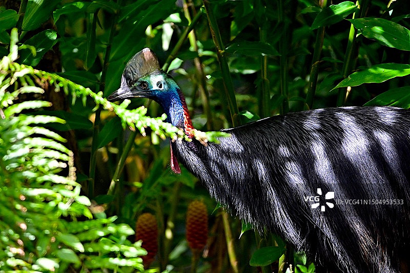 食火鸡图片素材