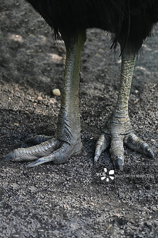 有锋利爪子的不会飞的食火鸡图片素材