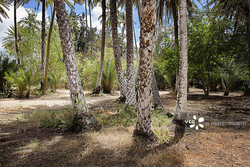 夏威夷的棕榈树干图片素材