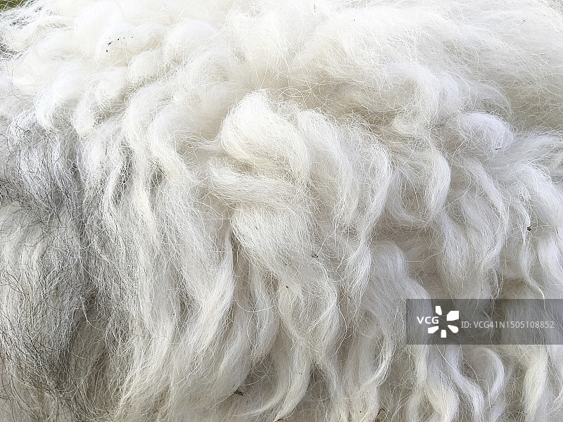 狗毛的全画幅照片图片素材