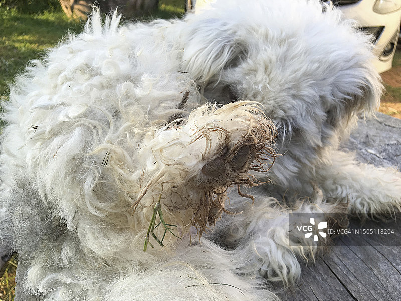 脏狗腿特写图片素材