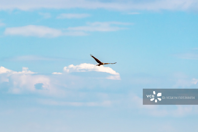 在蓝天下捕食的黑鸢图片素材