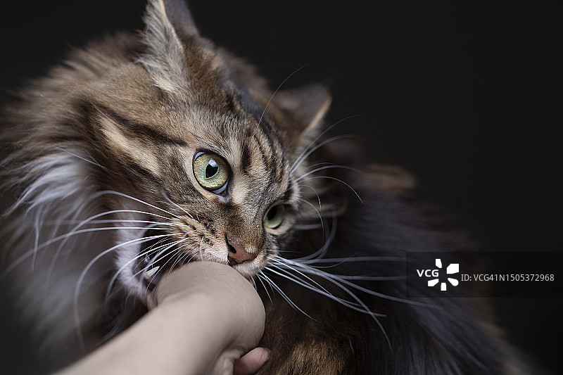 达达尼昂野蛮人图片素材