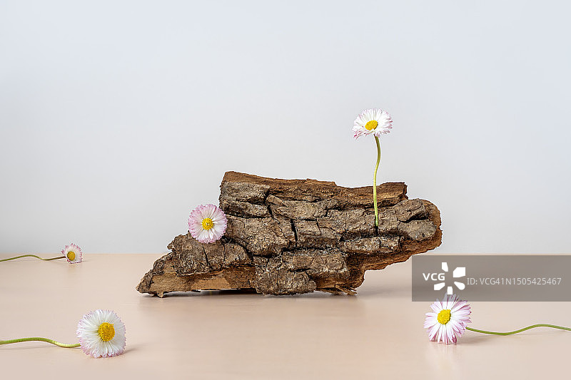 雏菊和木桩组成的抽象极简花卉构图，用于美容产品的天然展示台，带有文本空白区域的背景图片素材